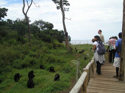 Ngamba Island chimpanzee sanctuary